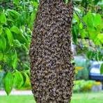Un essaim d'abeilles dans votre jardin ?