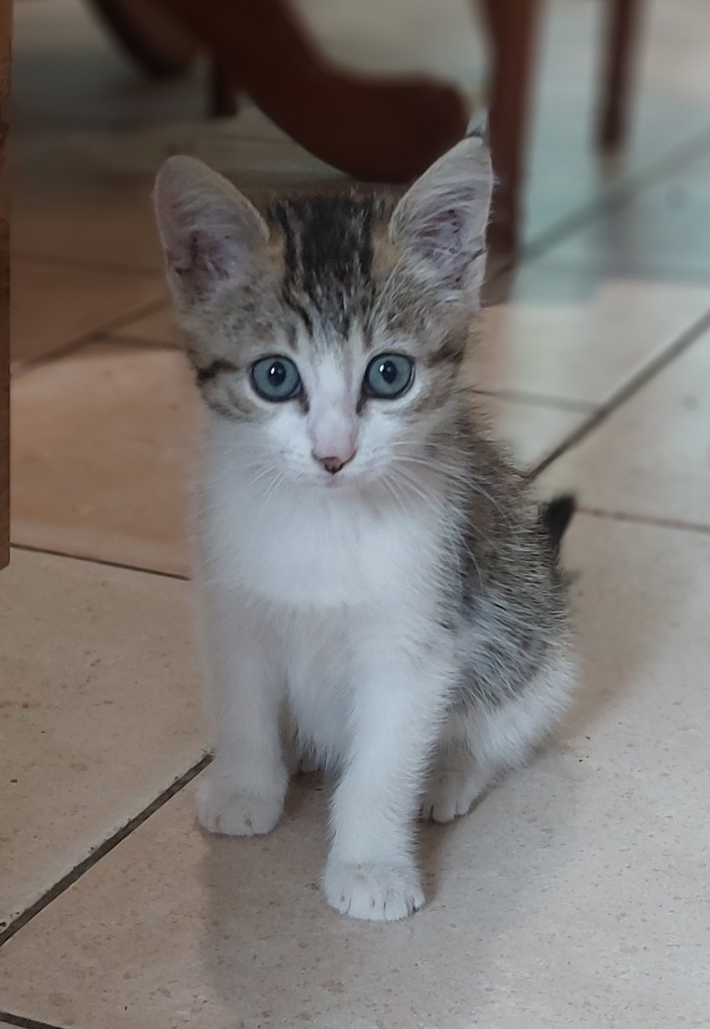 Chaton trouvé à la Berthelière