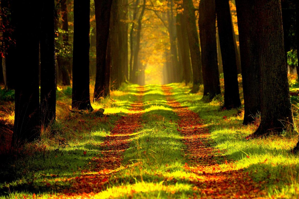 Sentier Pédestre 