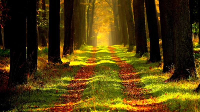 Sentier Pédestre 