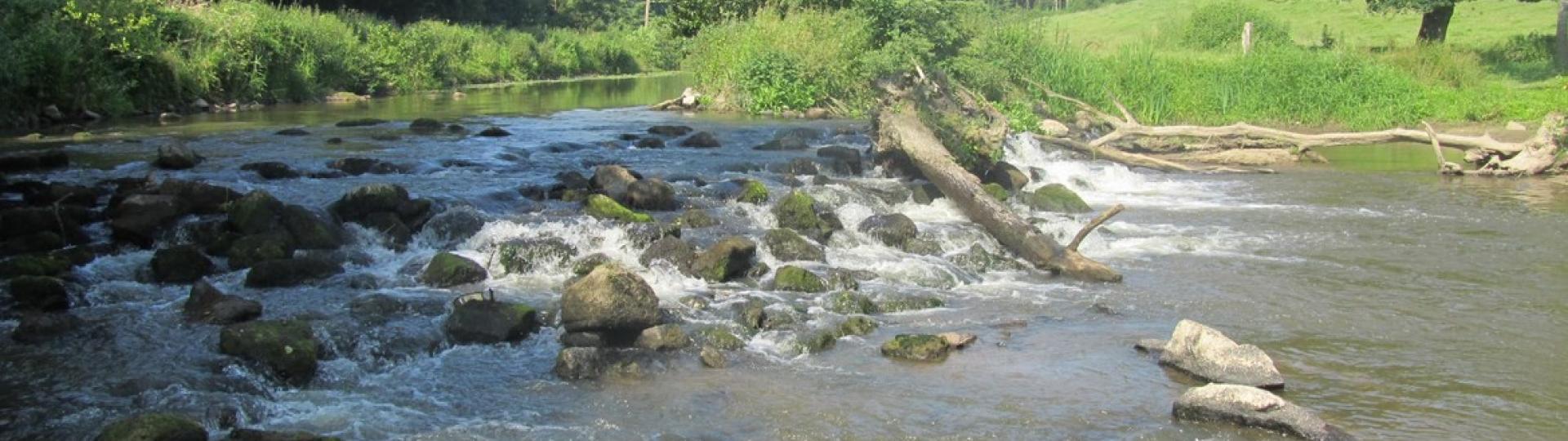 Oisseau